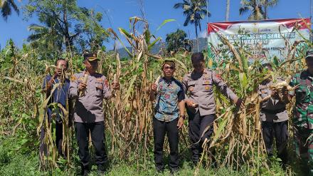 Panen Raya Jagung Serentak Kuartal II di Desa Musi